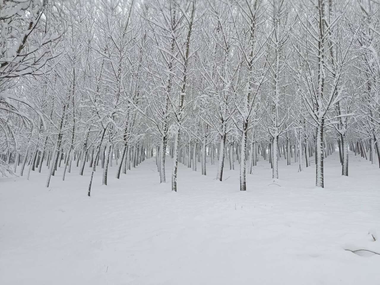 Konya’da kar kalınlığının 1 metreye yaklaştığı ilçe şölen sunuyor 21
